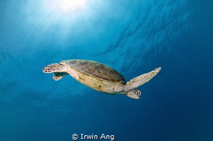 S W I M 
Green sea turtle (Chelonia mydas)
Pom Pom Isla... by Irwin Ang 